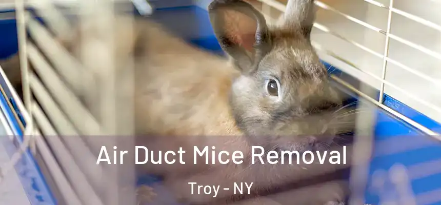  Air Duct Mice Removal Troy - NY